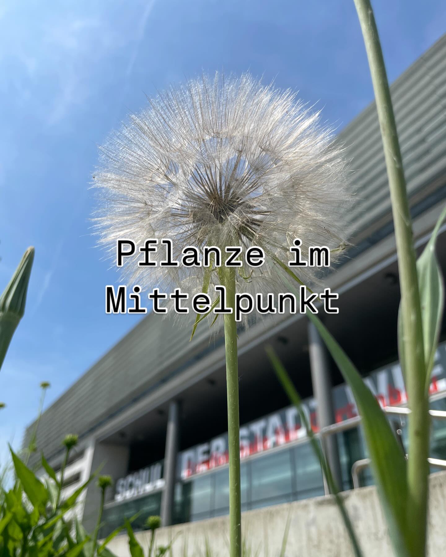 #zukunftggestalten #gartenbau #floristik #klimafit #pusteblumenzauber